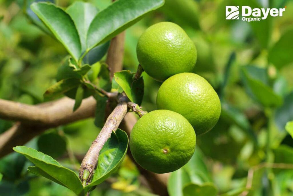 Limón
